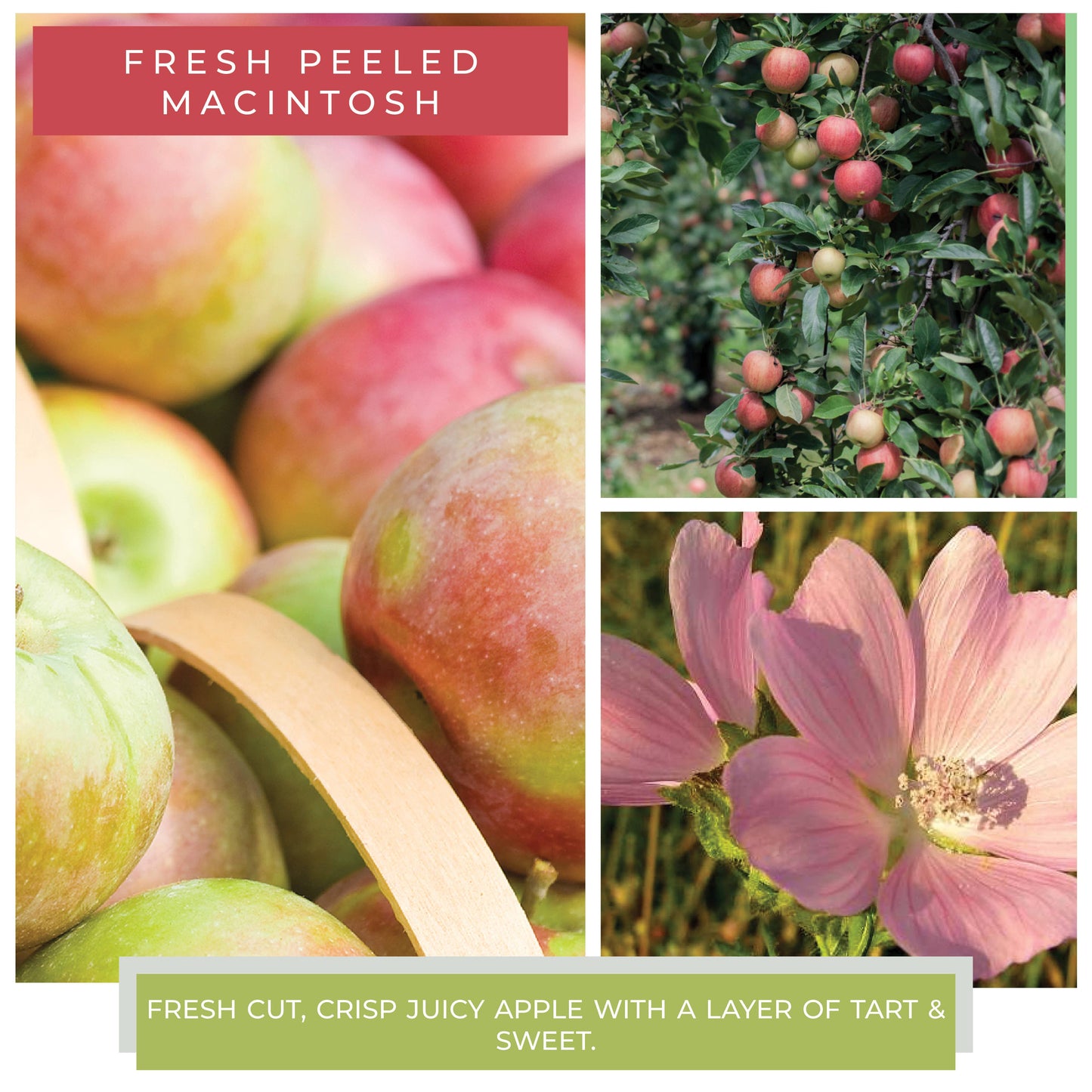 Melts (8/box) - Fresh Peeled Macintosh