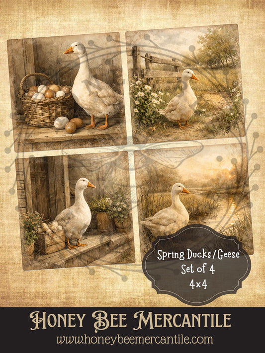 Spring Ducks and Geese, Set of 4 prints - 4x4 in size, Instant Download, Florals, Vintage, Printable, Decoupauge